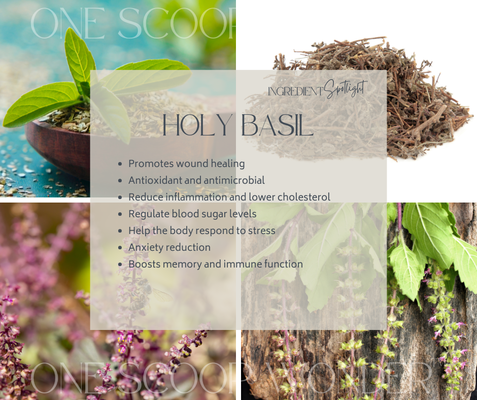 HOLY BASIL