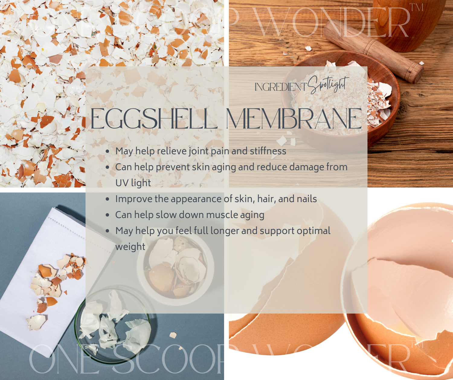 Eggshell Membrane