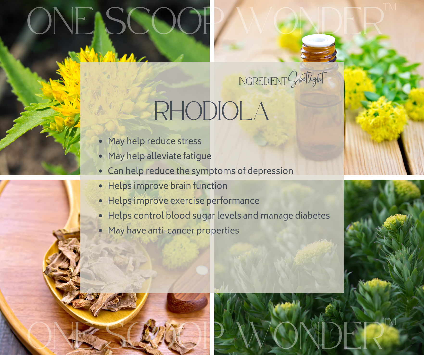 Rhodiola