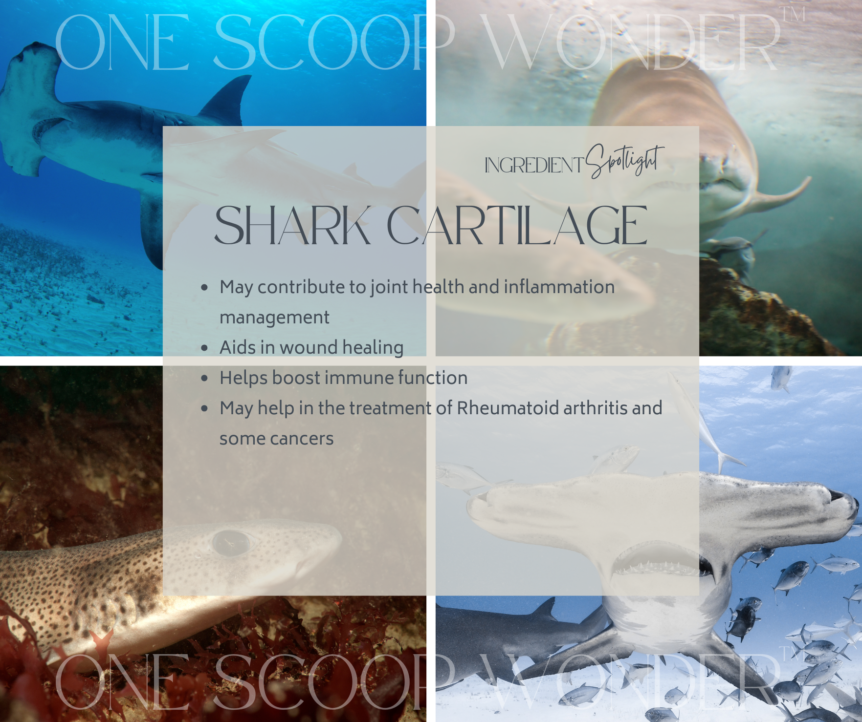 Shark Cartilage